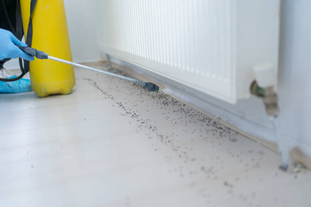 Best Rodent Control Near Me  in Burlington, WA